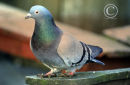 Feral Pigeon
